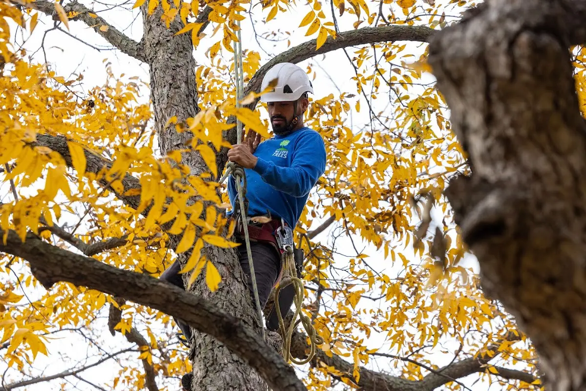Skilled Tree Pruning crew working in Thornton